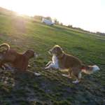 Hundeauslaufgebiet-Hundewiese Aunkirchen-Bild