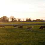 Hundeauslaufgebiet-Hundewiese Aunkirchen-Bild