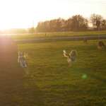 Hundeauslaufgebiet-Hundewiese Aunkirchen-Bild