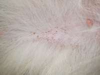 Haarausfall-Beitrag-Bild