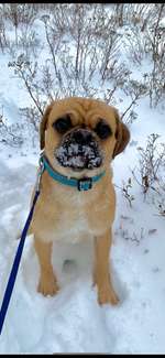 Puggle-Beitrag-Bild