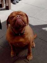 Bordeauxdoggen hier?-Beitrag-Bild