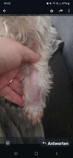 Hund leckt und beisst sich das Fell ab nach der Entfernung einer Klette-Beitrag-Bild