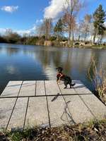 Badestellen für Hund und Mensch-Beitrag-Bild