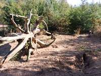 Hundeauslaufgebiet-Hundefreilauf Leck-Bild