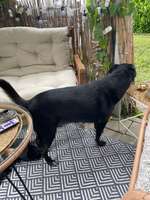 Autositz für mittelgroße Hunde-Beitrag-Bild