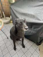 Autositz für mittelgroße Hunde-Beitrag-Bild