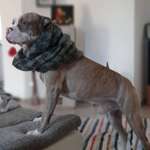 Ersteller:in Amy&Chapo Profilbild