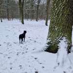 Hundeauslaufgebiet-Hakenfelde-Bild