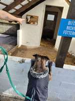 Hundeauslaufgebiet-Birgits Tiergarten-Bild