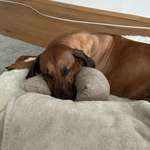 Ersteller:in Stella Profilbild