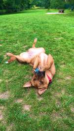 Hundeauslaufgebiet-Mitte - Florianstraße-Bild