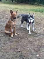 Hundeauslaufgebiet-Mitte - Florianstraße-Bild