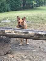 Hundeauslaufgebiet-Mitte - Florianstraße-Bild