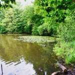 Hundeauslaufgebiet-Mühlenteich-Bild