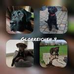 Geschwister gesucht - Labrador - 21.6.2019 / 8.2020-Beitrag-Bild