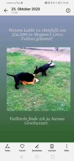Geschwister gesucht - Labrador - 21.6.2019 / 8.2020-Beitrag-Bild