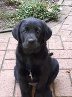 Geschwister gesucht - Labrador - 21.6.2019 / 8.2020-Beitrag-Bild