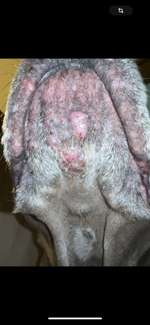 Pickel unter der schnauze-Beitrag-Bild