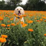Ersteller:in Fritzi der Hund und ich Profilbild