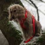 Ersteller:in Hazel Profilbild