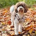 Ersteller:in Silvia Profilbild