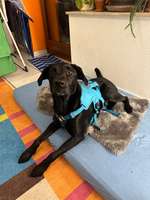 Hochwertige Hundegeschirre NEU und gebraucht!-Beitrag-Bild