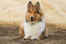 Langhaar Collies-Beitrag-Bild