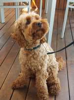 Suchmeldung-Lupo-Bild