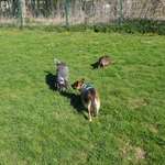 Hundeauslaufgebiet-Crengeldanzgraben Idastrasse-Bild