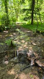 Hundeauslaufgebiet-Paterzeller Eibenwald-Bild