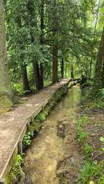 Hundeauslaufgebiet-Paterzeller Eibenwald-Bild