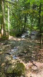 Hundeauslaufgebiet-Paterzeller Eibenwald-Bild