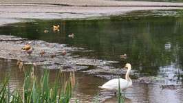 Hundeauslaufgebiet-3C Carbon Runde-Bild