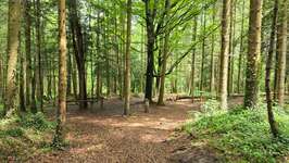 Hundeauslaufgebiet-Paterzeller Eibenwald-Bild