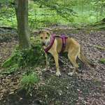 Ersteller:in Lilo Profilbild