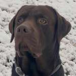 Ersteller:in Corina Profilbild