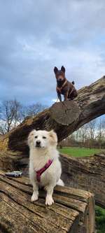 Hundeauslaufgebiet-Baumpark Erbhof Thedinghausen-Bild