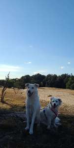 Hundeauslaufgebiet-Stadtwald Verden-Bild