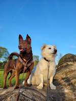 Hundeauslaufgebiet-Baumpark Erbhof Thedinghausen-Bild