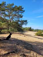 Hundeauslaufgebiet-Stadtwald Verden-Bild