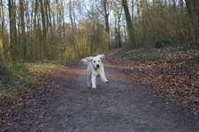 Hund bleibt einfach sitzen und geht nicht weiter-Beitrag-Bild