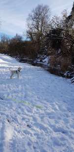 Hundeauslaufgebiet-Zauberwald in den Lechauen-Bild