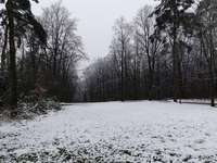 Hundeauslaufgebiet-Volkspark/August-Kirch-Straße-Bild