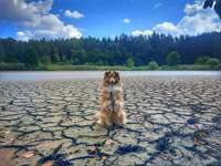 Hundehaltung und Klimawandel-Beitrag-Bild