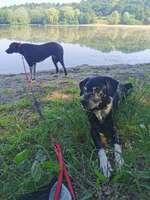 Wenn Biodor zum täglichen Begleiter wird...-Beitrag-Bild