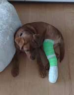 Beinbruch bei Welpe-Beitrag-Bild