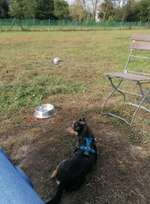 Hundeauslaufgebiet-Hundewiese Engelsdorf-Bild
