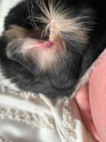 Wunde im Ohr-Beitrag-Bild