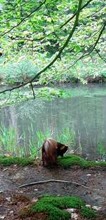 Hundeauslaufgebiet-Schloss Clemenswerth Sögel-Bild